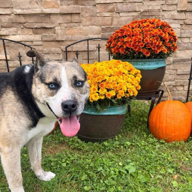 Enlarge Freddy, a Adoptable mixed breed in Medina, OH image 1/6