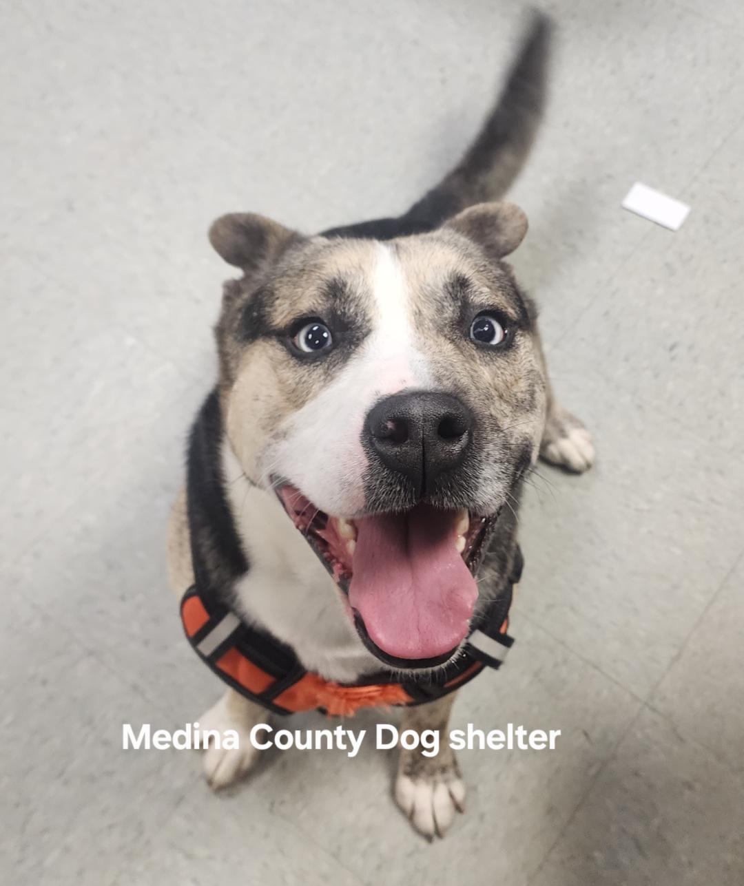 Freddy, Adoptable, Young Male Husky.