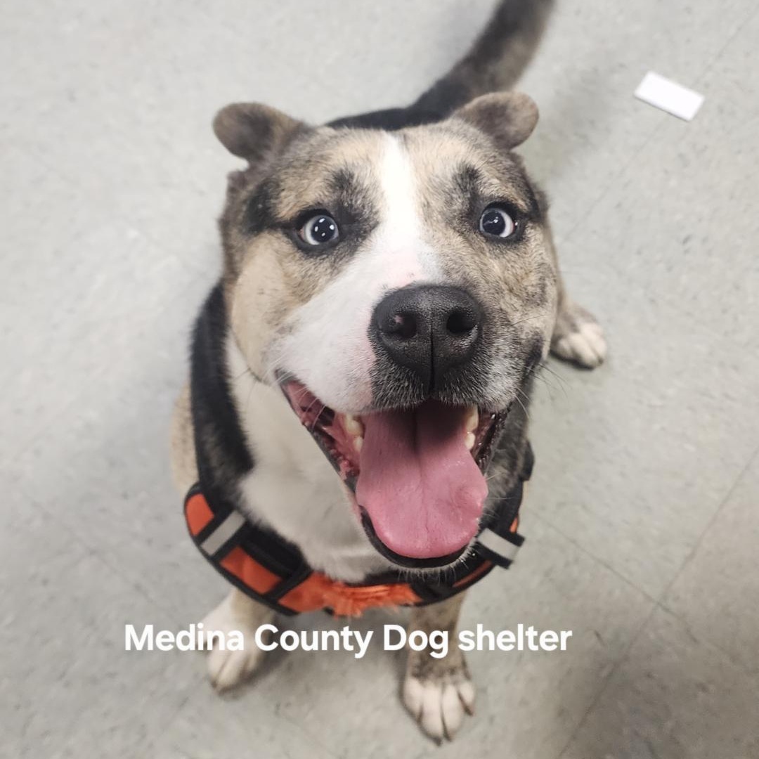 Enlarge Freddy, a Adoptable mixed breed in Medina, OH image 5/6