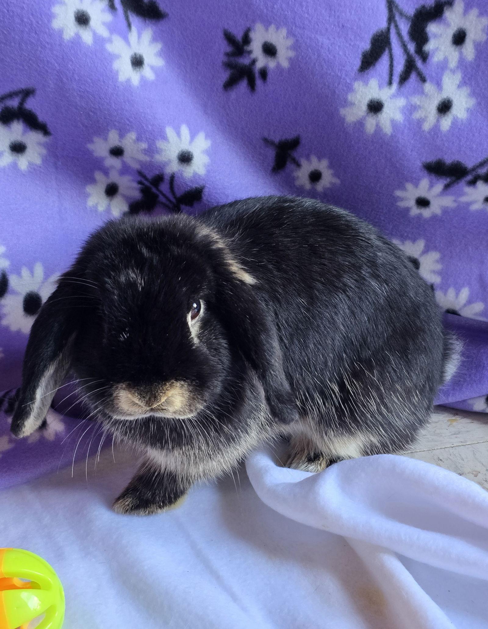 Enlarge Nova, a Adopted Mini Lop in Philadelphia, PA image 1/3