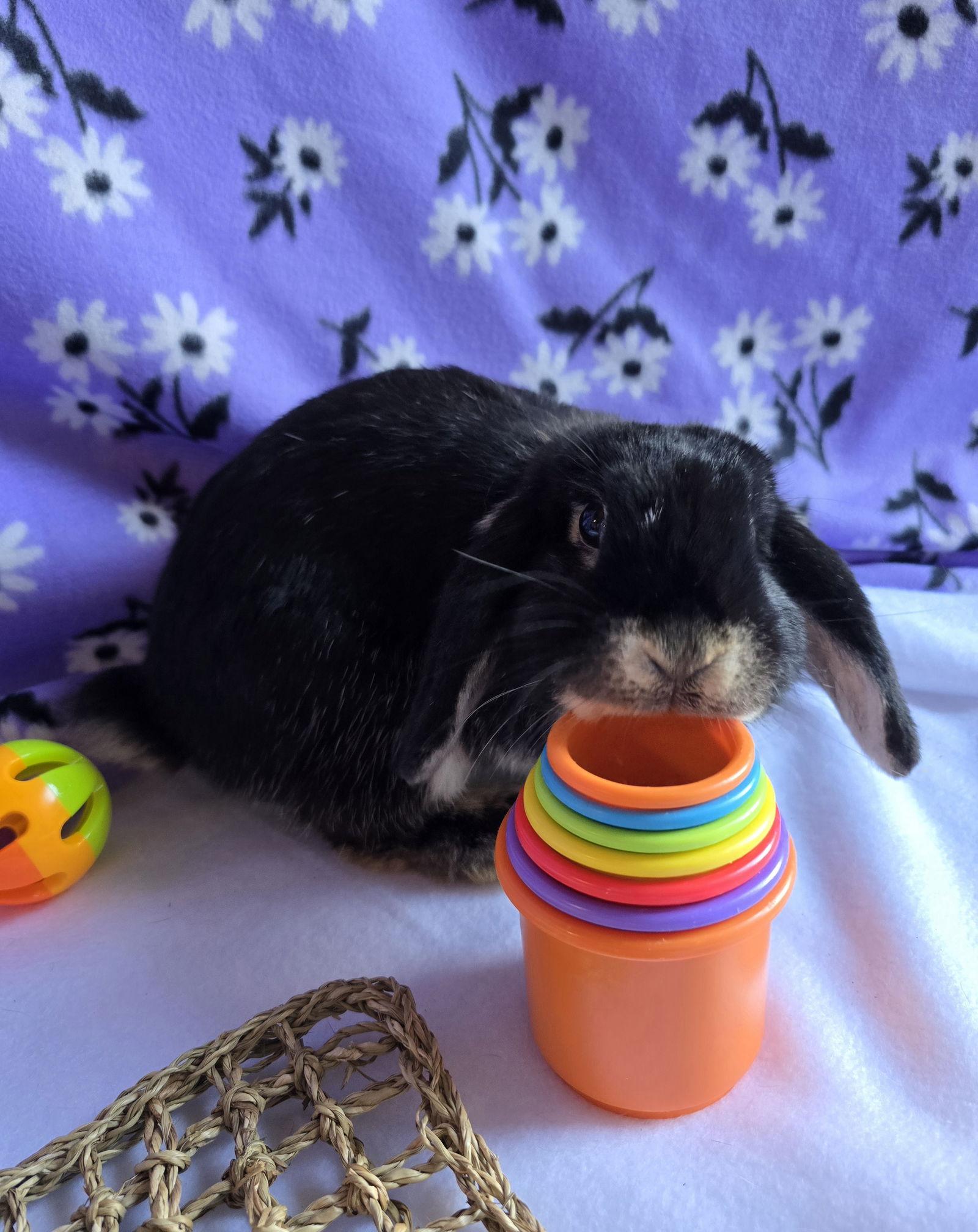 Enlarge Nova, a Adopted Mini Lop in Philadelphia, PA image 2/3