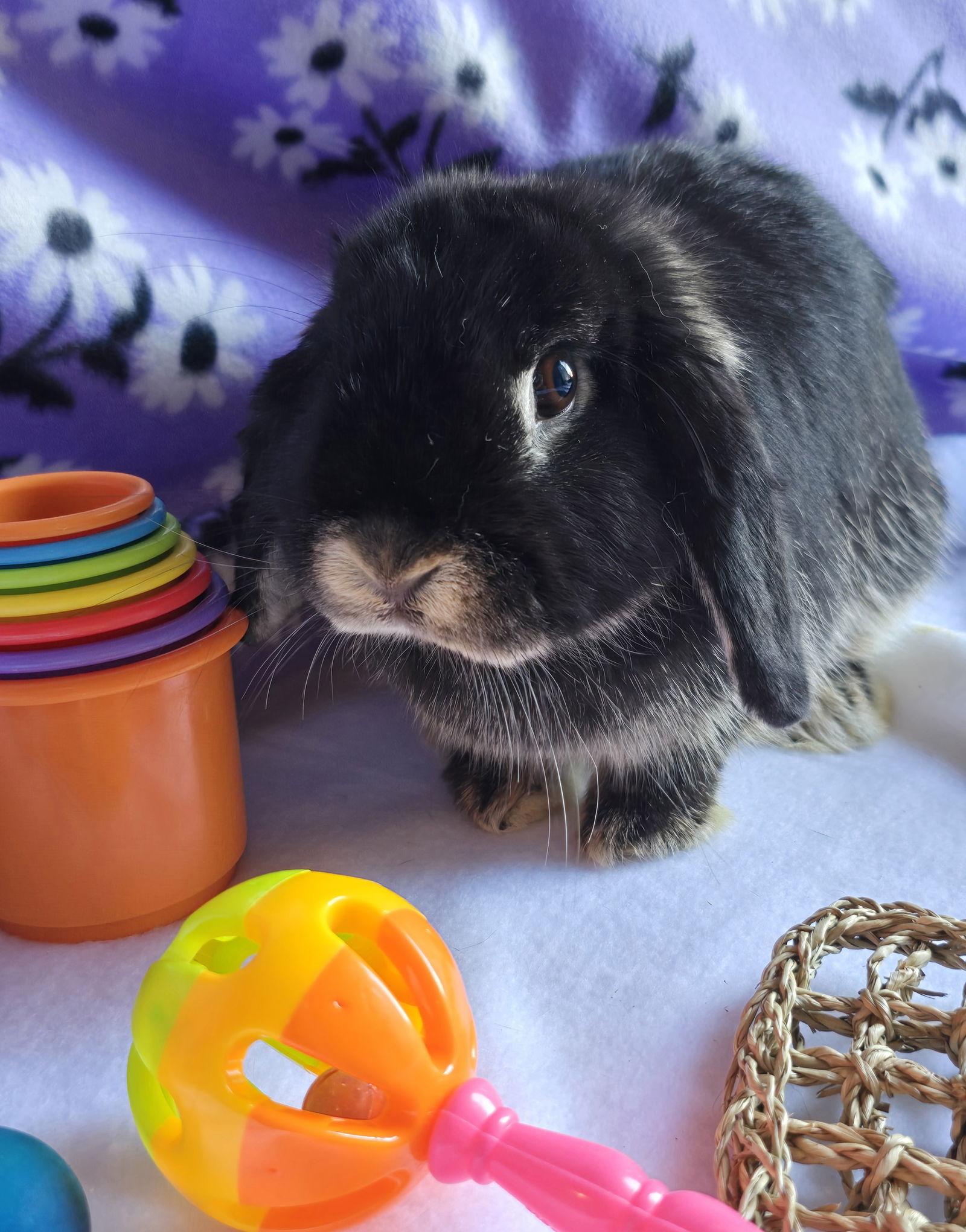 Enlarge Nova, a Adopted Mini Lop in Philadelphia, PA image 3/3