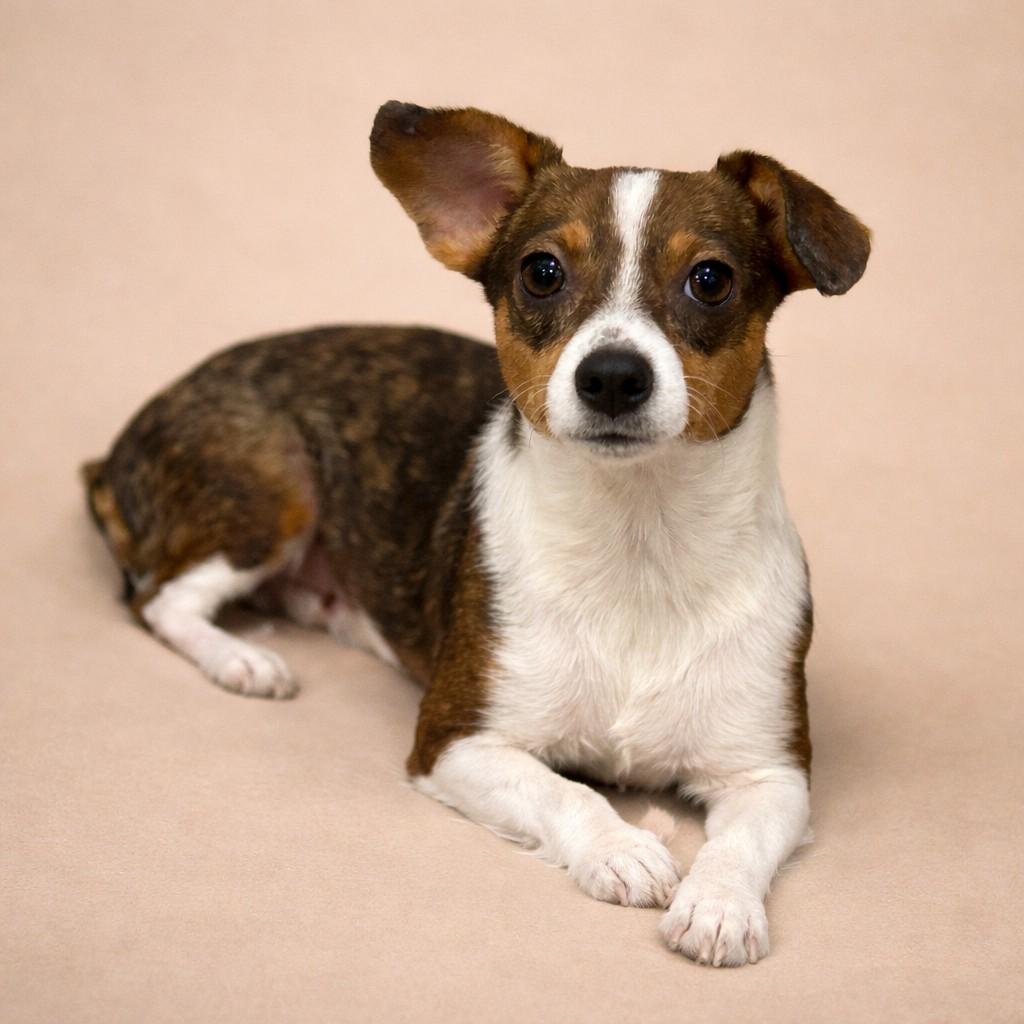Enlarge Dolly - shy small sweetheart, a Adoptable mixed breed in Austin, TX image 1/4
