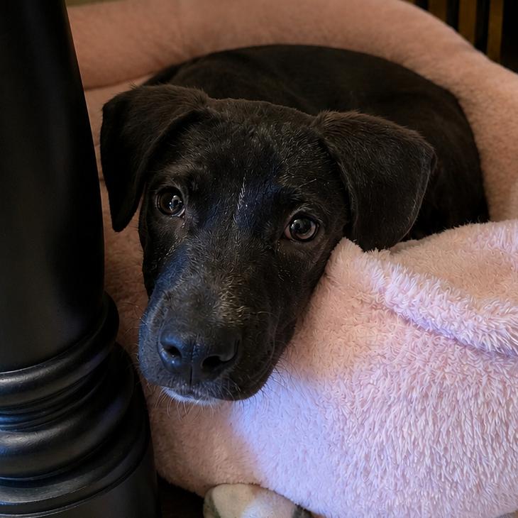 Xandra, Adoptable, Adult Female Pit Bull Terrier & Black Labrador Retriever.