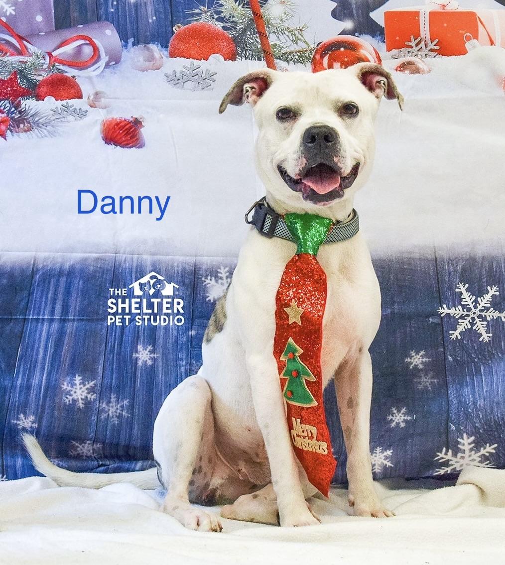 Danny AVAILABLE, Adoptable, Young Male American Bully.
