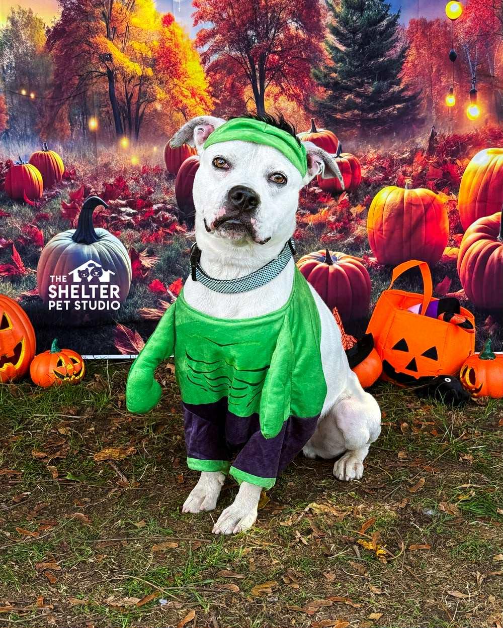 Danny AVAILABLE, a Adoptable American Bully in Canton, OH image 1/5