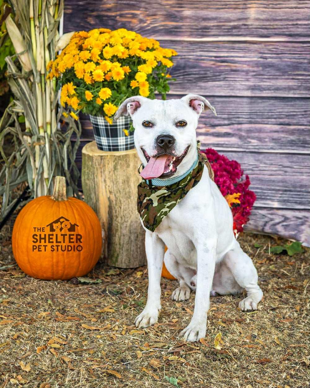 Danny AVAILABLE, a Adoptable American Bully in Canton, OH image 2/5