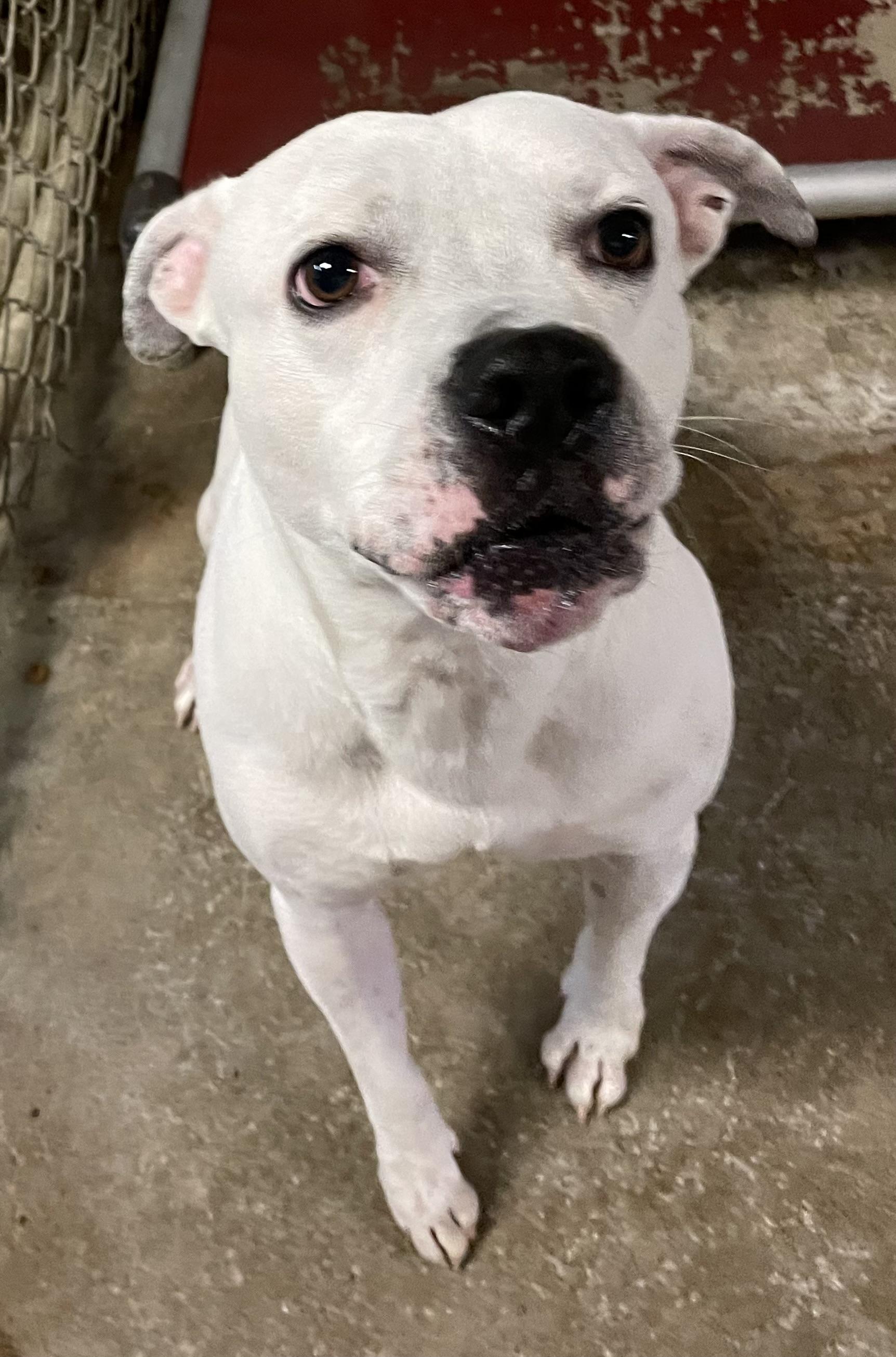 Danny AVAILABLE, a Adoptable American Bully in Canton, OH image 5/5