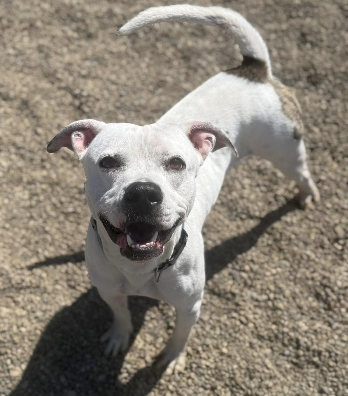 Danny AVAILABLE, a Adoptable American Bully in Canton, OH image 3/5