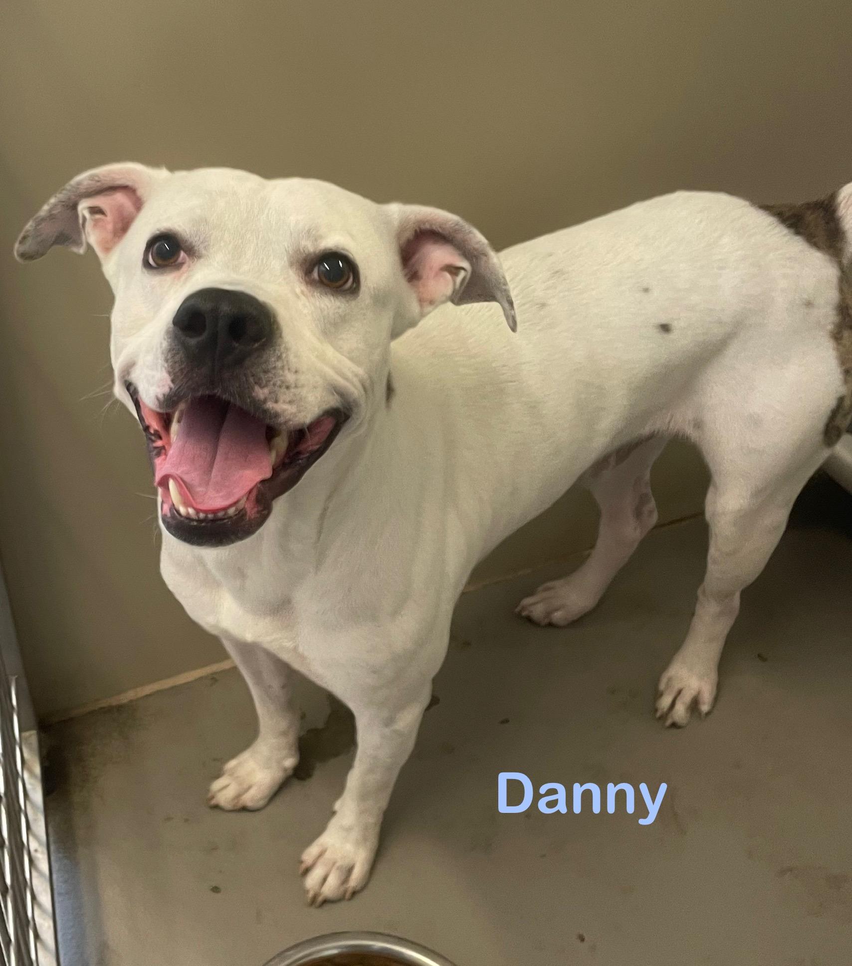 Danny AVAILABLE, a Adoptable American Bully in Canton, OH image 4/5