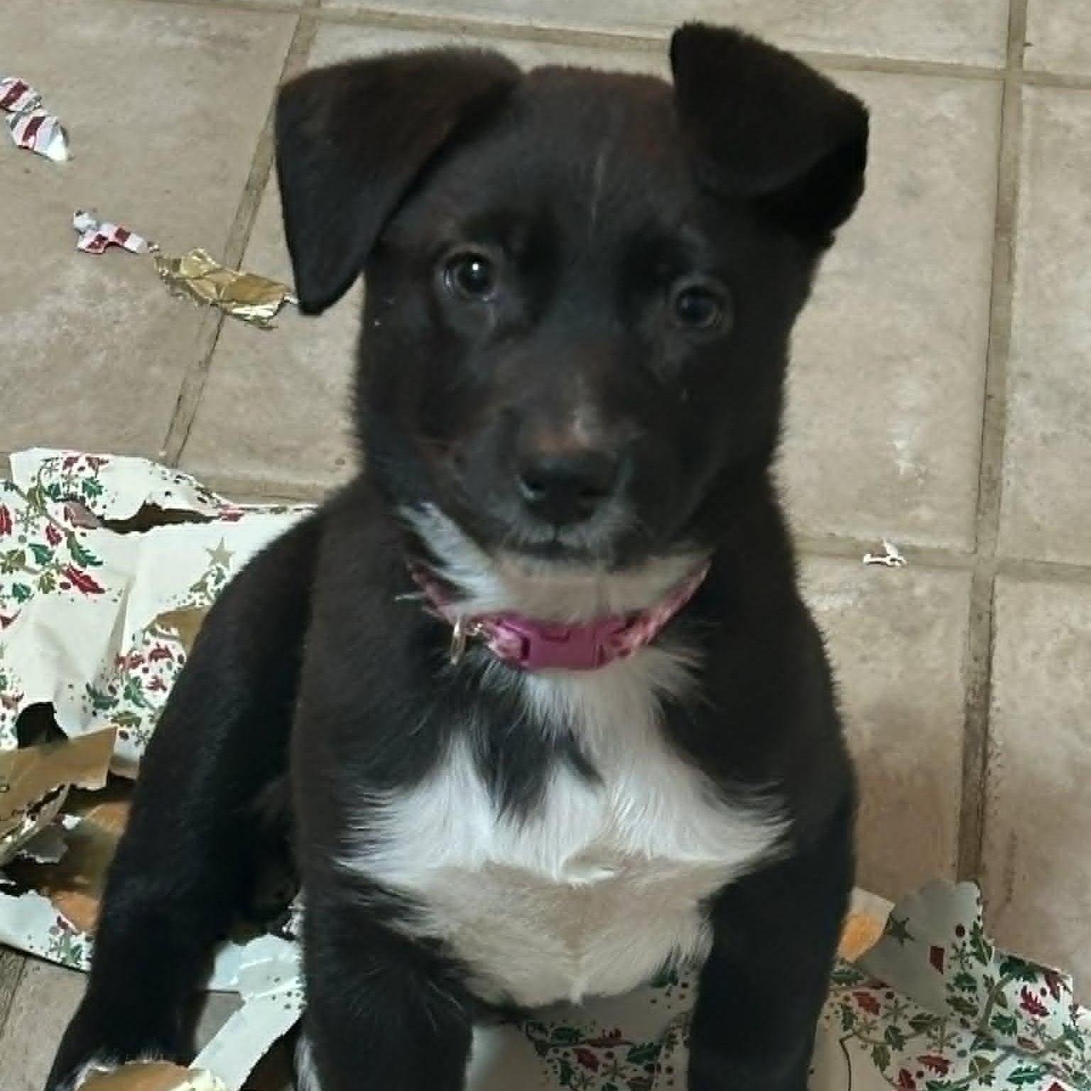 Opal, ADOPTABLE, Puppy Female Labrador Retriever.