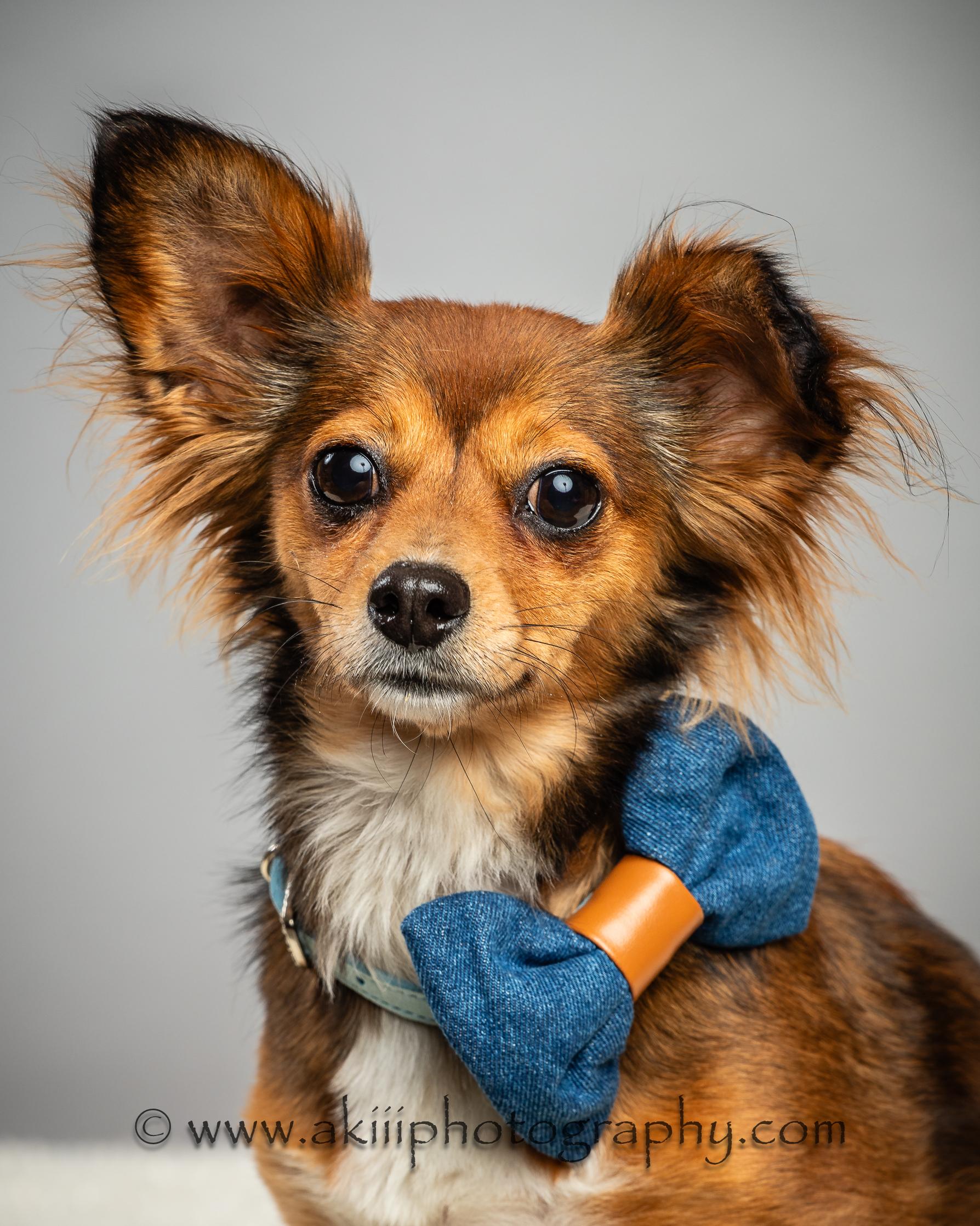Penny - Long Coat - Needs To Be An Only Dog, a Adoptable Chihuahua in Plano, TX image 1/6
