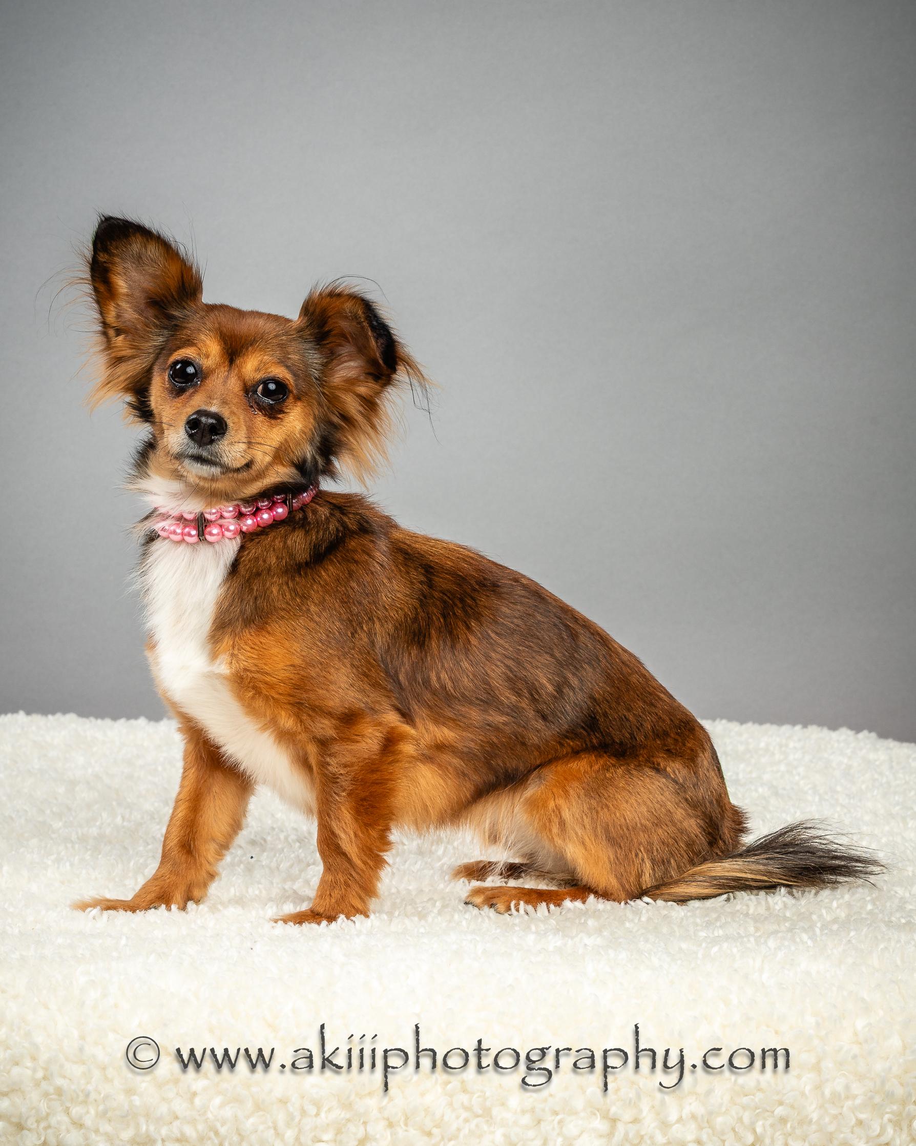 Penny - Long Coat - Needs To Be An Only Dog, a Adoptable Chihuahua in Plano, TX image 2/6