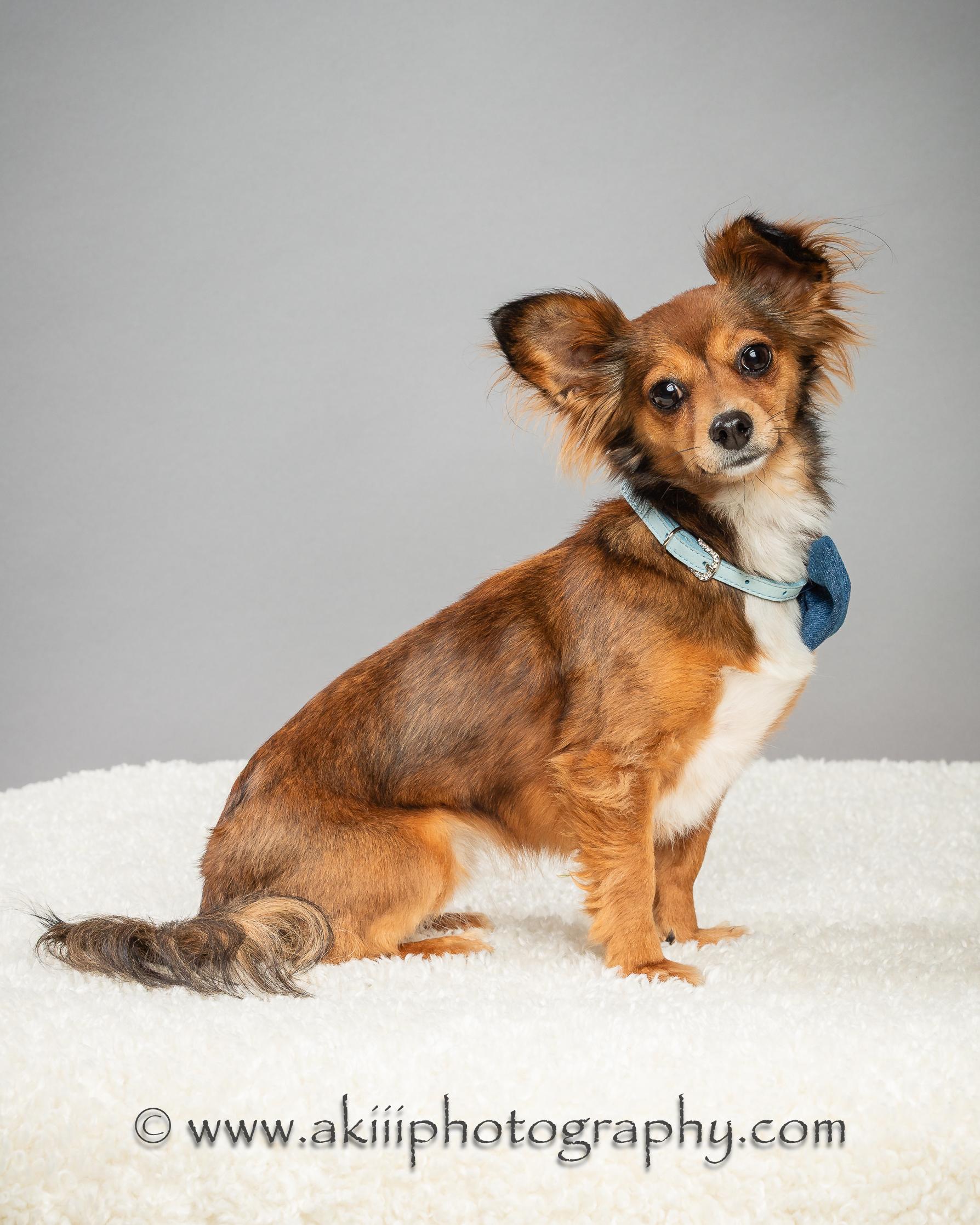 Penny - Long Coat - Needs To Be An Only Dog, a Adoptable Chihuahua in Plano, TX image 3/6