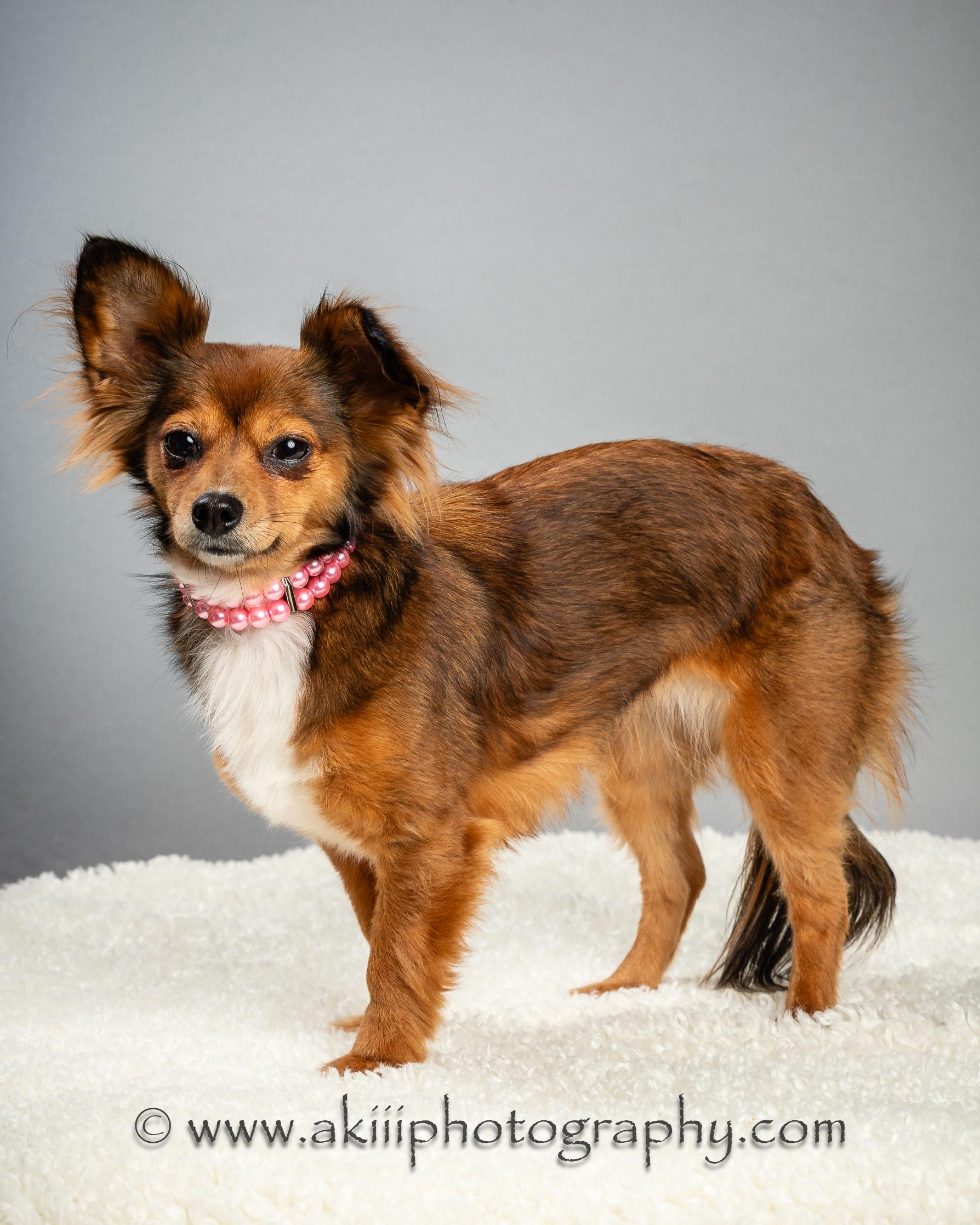 Penny - Long Coat - Needs To Be An Only Dog, a Adoptable Chihuahua in Plano, TX image 4/6
