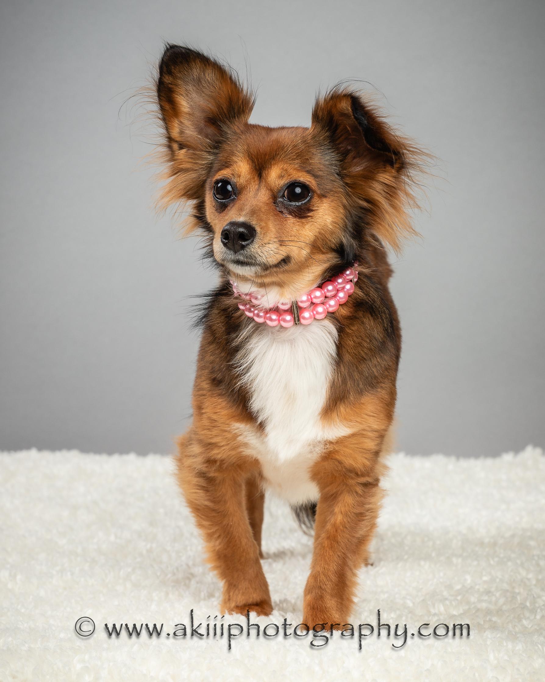 Penny - Long Coat - Needs To Be An Only Dog, a Adoptable Chihuahua in Plano, TX image 5/6