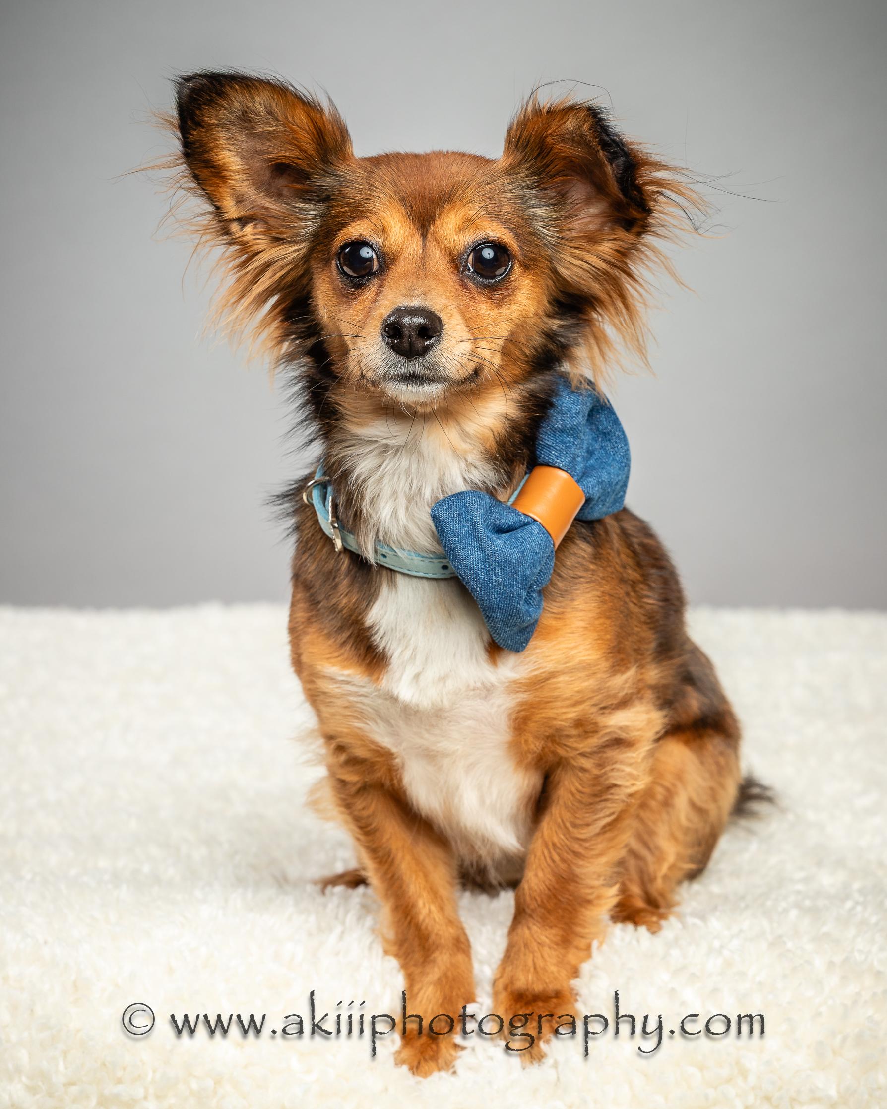 Penny - Long Coat - Needs To Be An Only Dog, a Adoptable Chihuahua in Plano, TX image 6/6