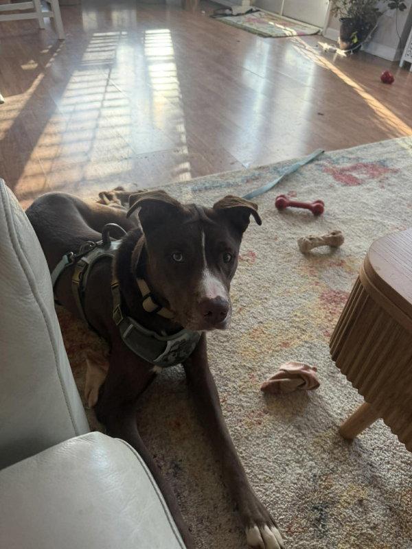 Letterman Larry, Adoptable, Young Male Mixed Breed.