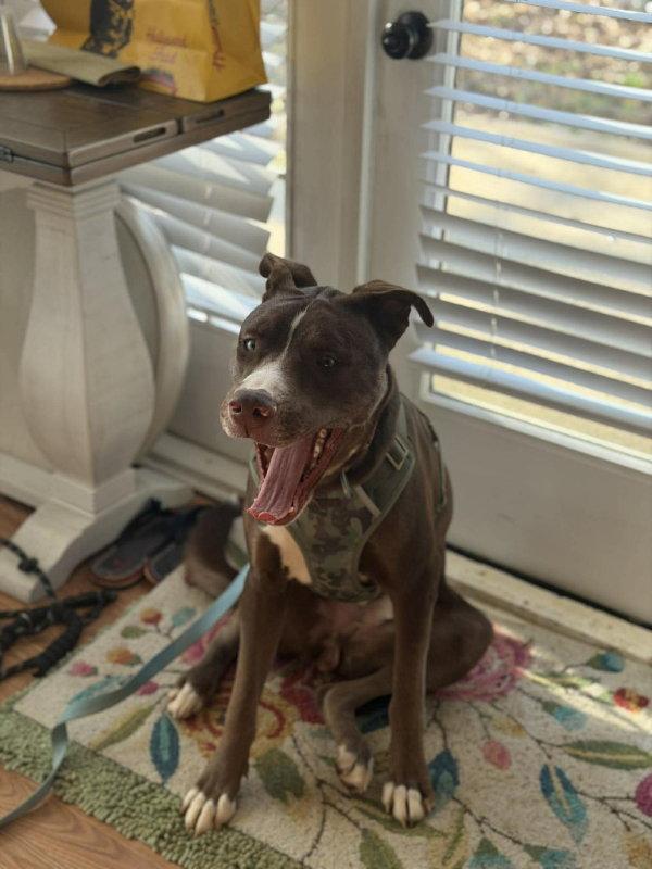 Letterman Larry, Adoptable, Young Male Mixed Breed.