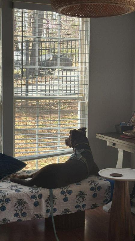 Enlarge Letterman Larry, a Adoptable Mixed Breed in Mint Hill, NC image 3/3