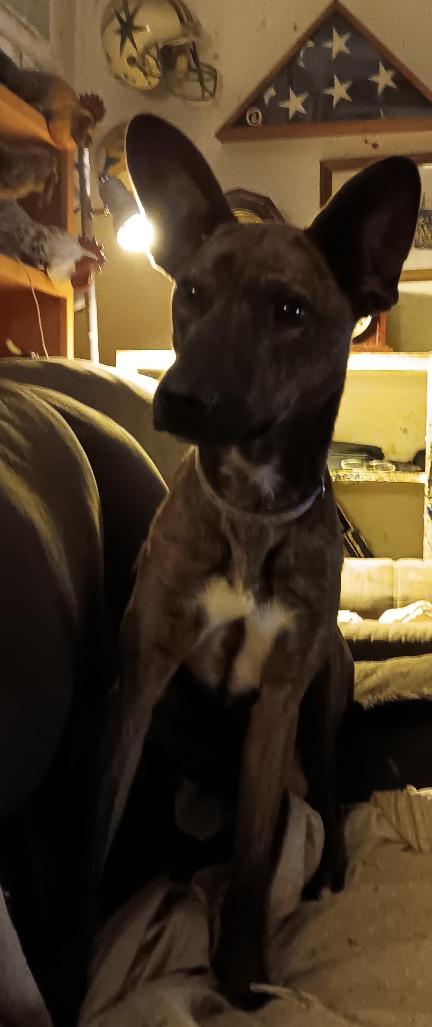 Enlarge Bo Nix, a Adoptable Mixed Breed in Onalaska, WA image 1/2