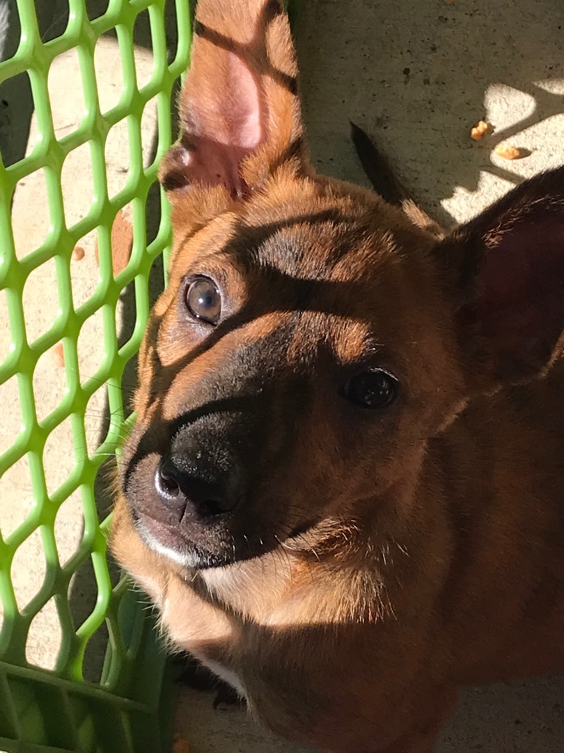 Bo Nix, Adoptable, Adult Male Mixed Breed.