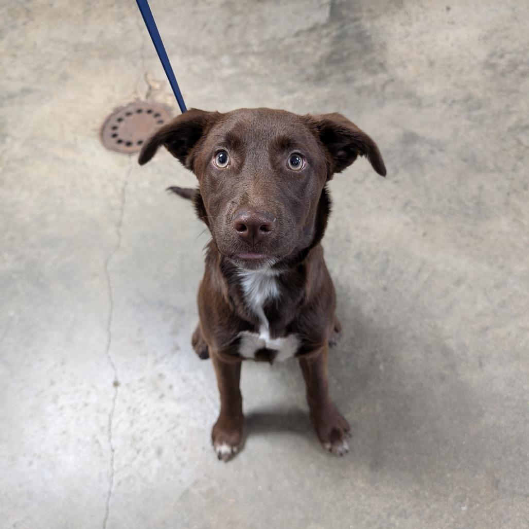 Enlarge Nutella, a Adoptable Mixed Breed in Independence, KS image 1/1