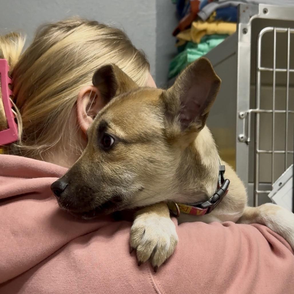 Dacre PR Crate, a Adoptable mixed breed in Union, MO image 1/6