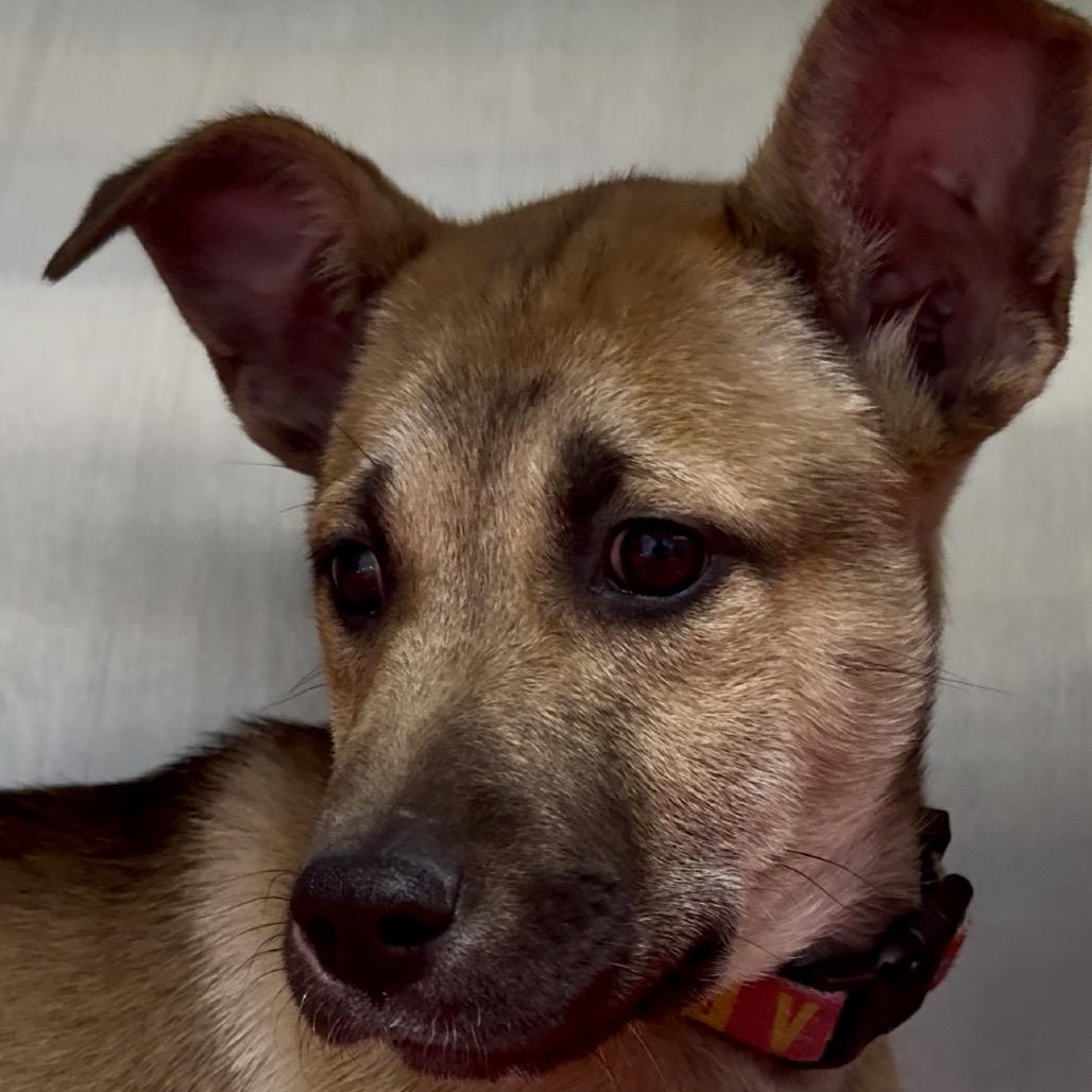 Dacre PR Crate, a Adoptable mixed breed in Union, MO image 2/6