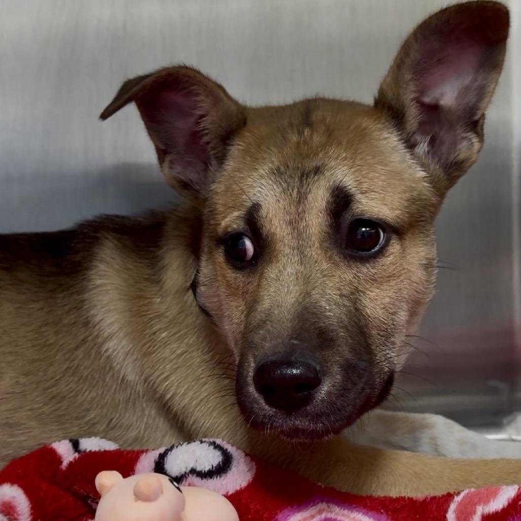 Dacre PR Crate, a Adoptable mixed breed in Union, MO image 3/6