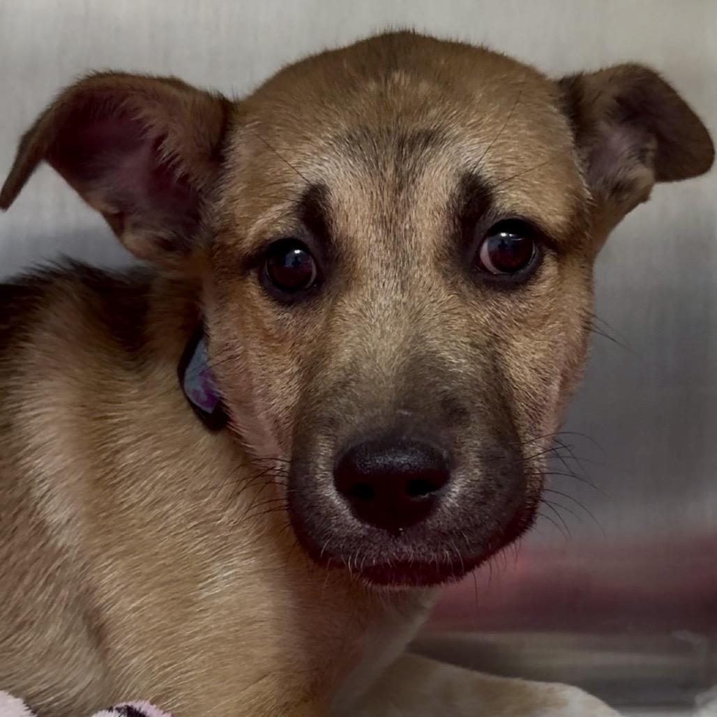 Dacre PR Crate, a Adoptable mixed breed in Union, MO image 4/6