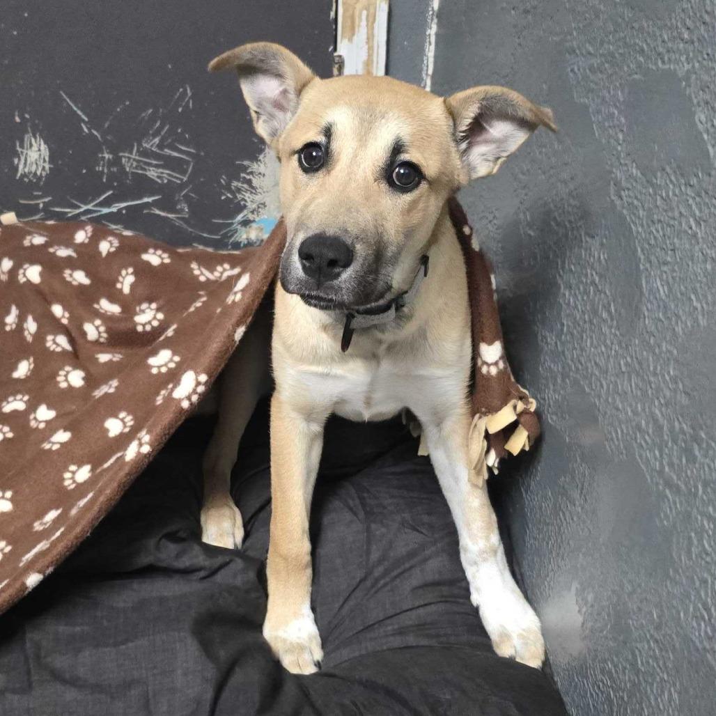 Enlarge Dacre HA, a Adoptable mixed breed in Union, MO image 5/6