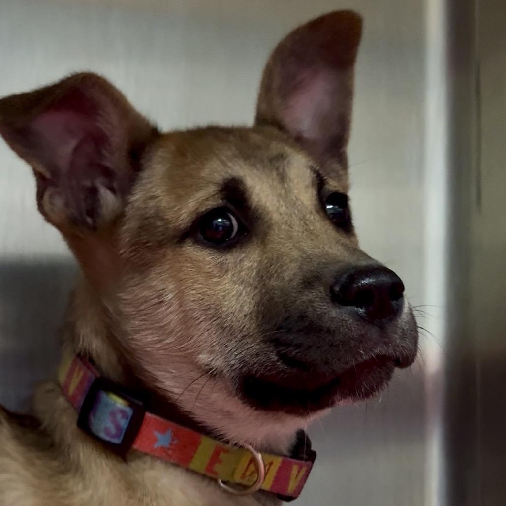 Dacre PR Crate, a Adoptable mixed breed in Union, MO image 5/6