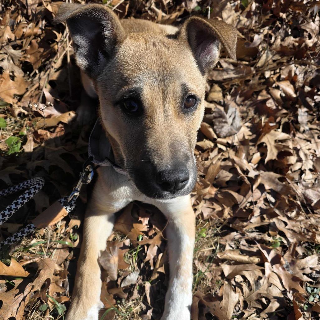 Dacre PR Crate, a Adoptable mixed breed in Union, MO image 6/6