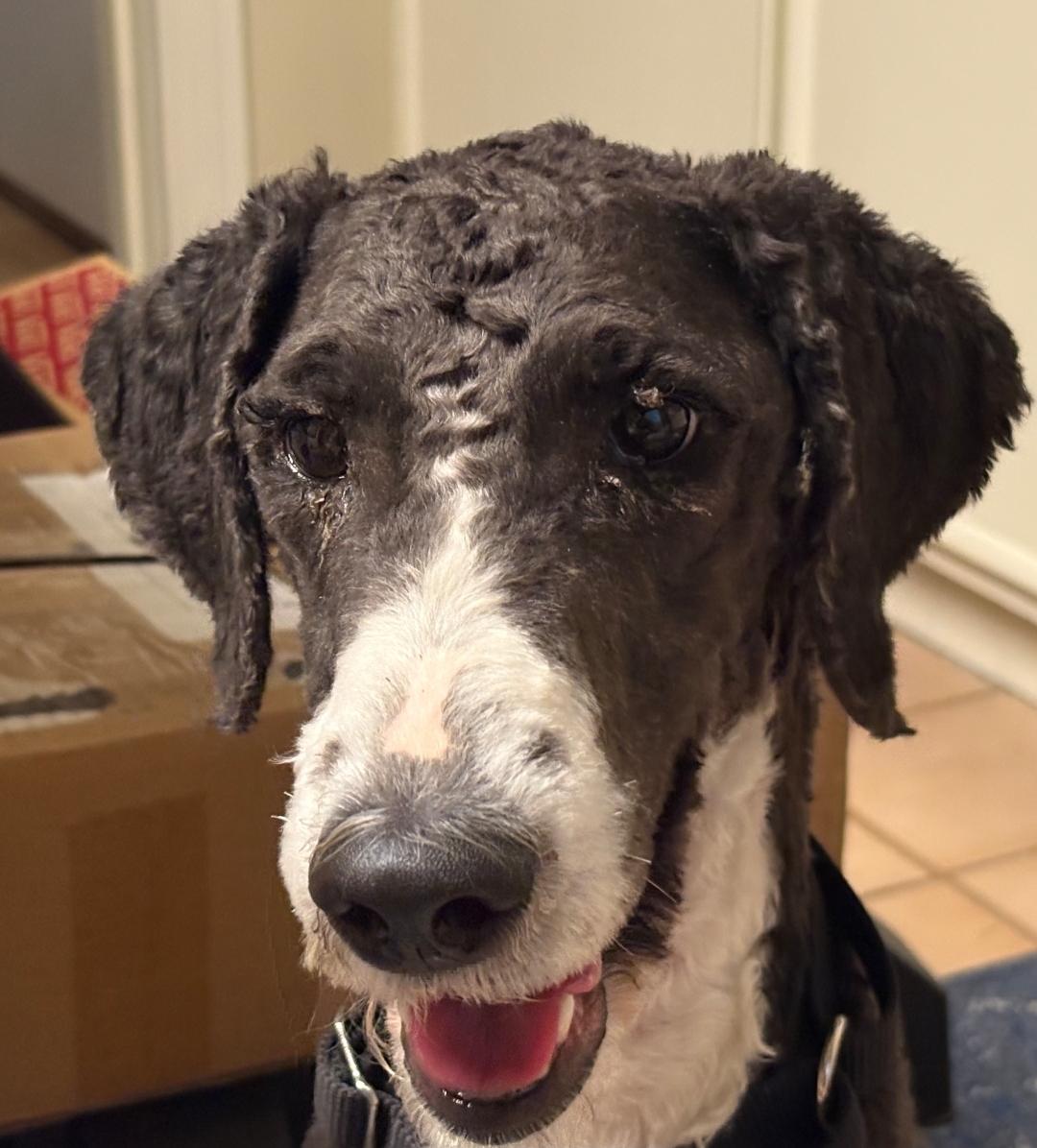 Enlarge Bob, a Adoptable mixed breed in Lacona, NY image 3/6