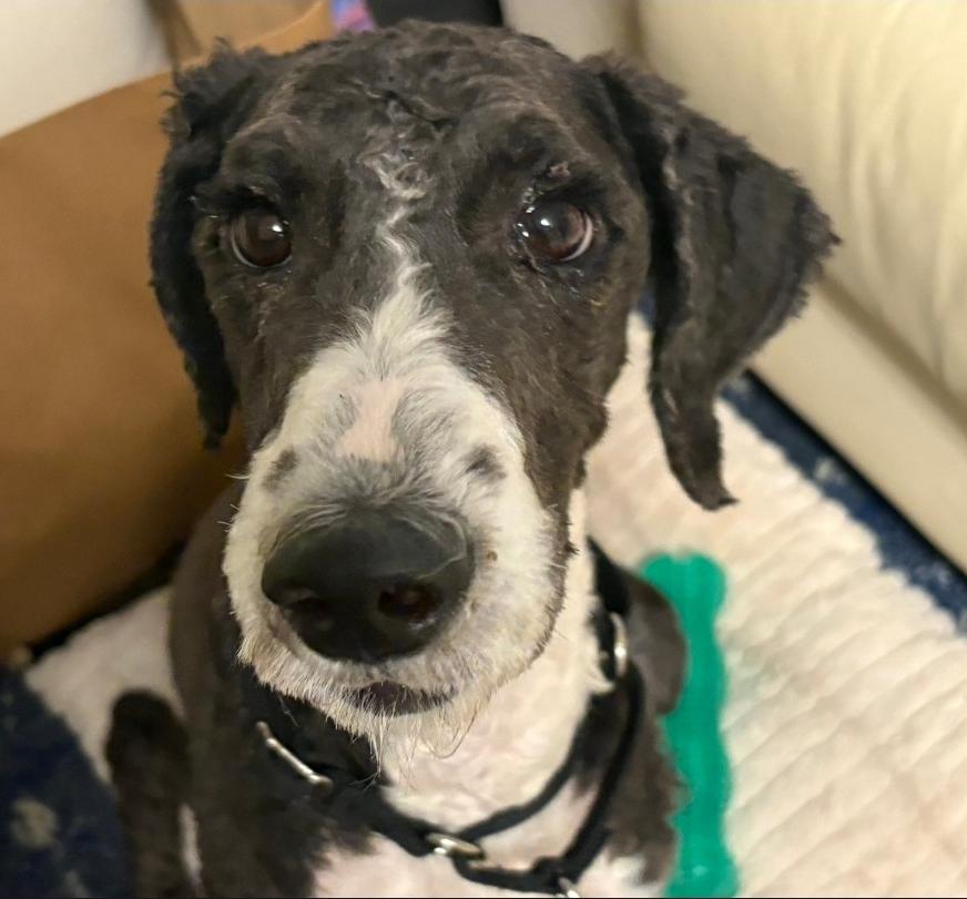 Enlarge Bob, a Adoptable mixed breed in Lacona, NY image 2/6