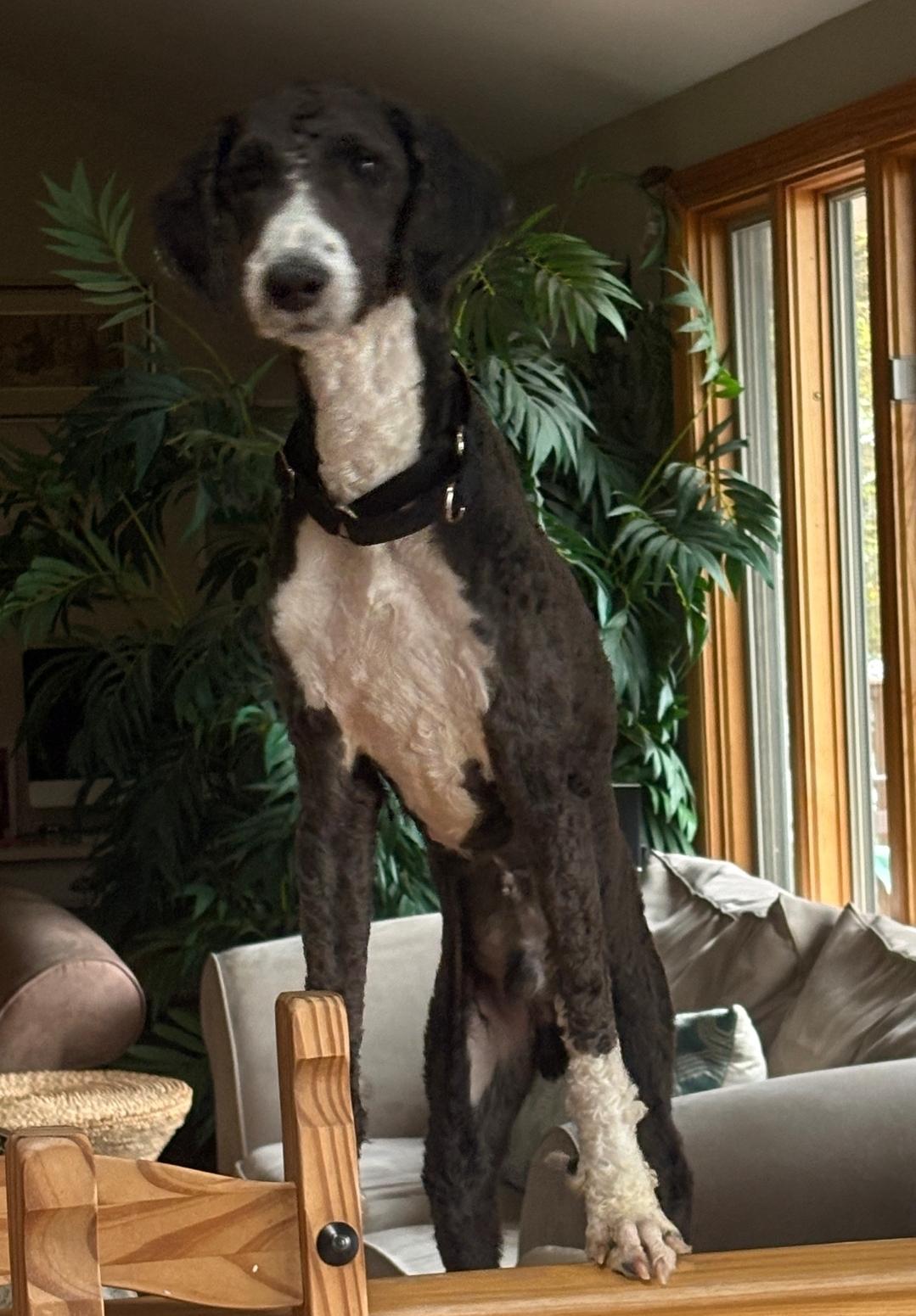Enlarge Bob, a Adoptable mixed breed in Lacona, NY image 6/6