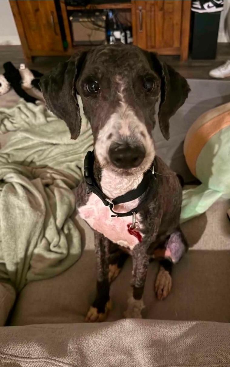 Enlarge Bob, a Adoptable mixed breed in Lacona, NY image 5/6