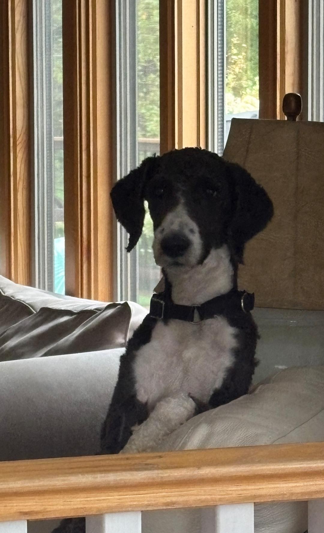 Enlarge Bob, a Adoptable mixed breed in Lacona, NY image 4/6