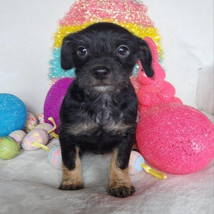 Enlarge Hope, a Adoptable mixed breed in Marysville, WA image 4/5