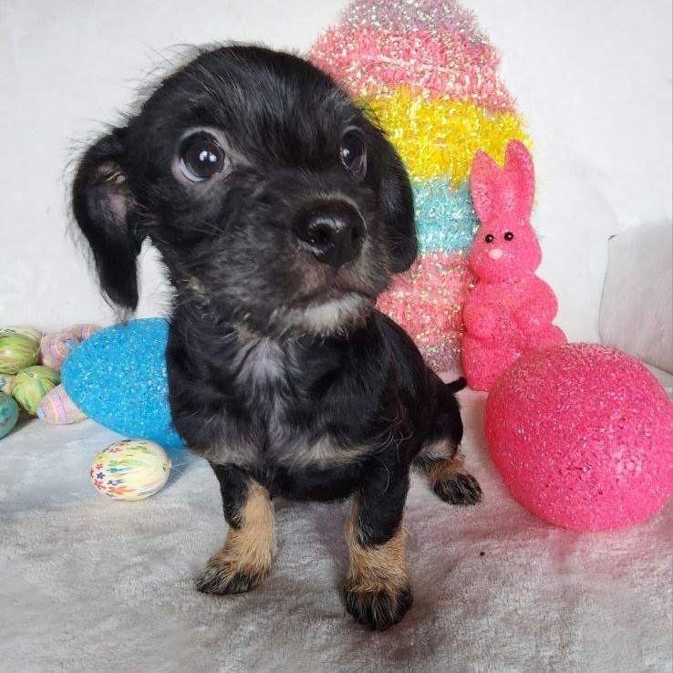 Enlarge Hope, a Adoptable mixed breed in Marysville, WA image 5/5