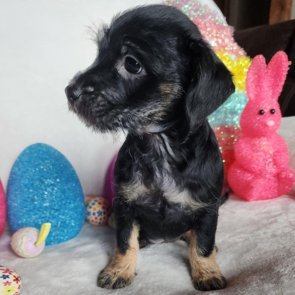 Enlarge Hope, a Adoptable mixed breed in Marysville, WA image 3/5