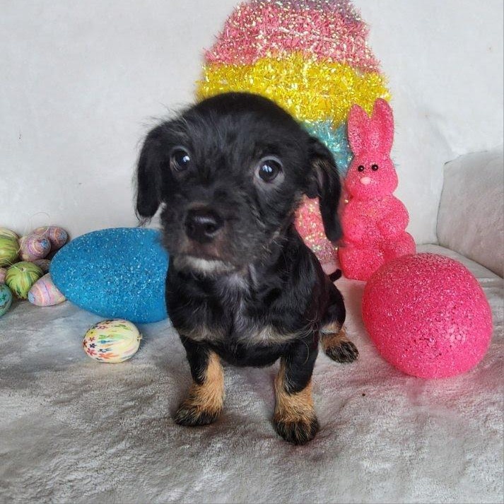 Hope, Adoptable, Puppy Female Chihuahua.