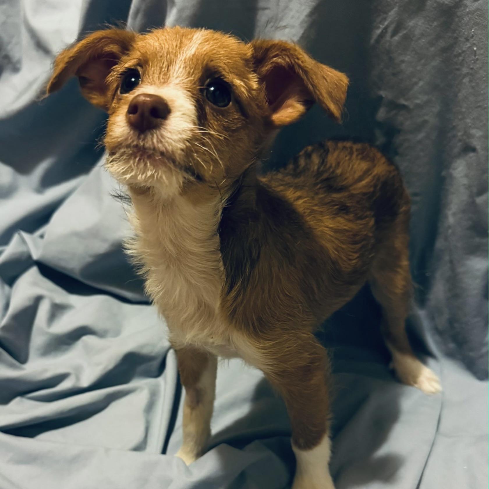 Enlarge Rachel, a Adopted mixed breed in Fairmont, MN image 3/6