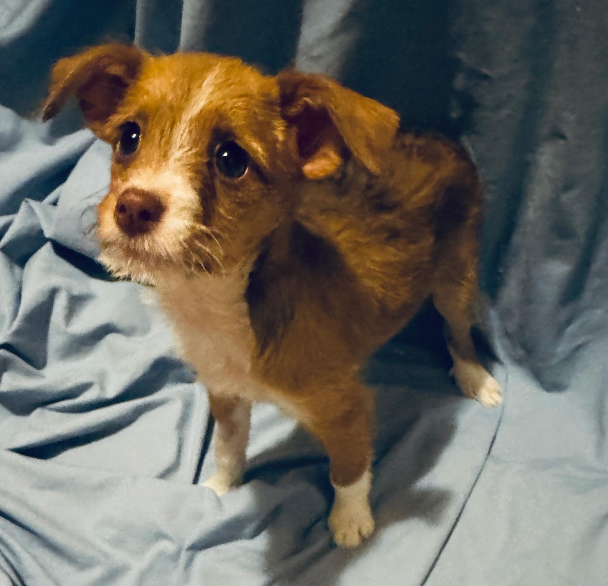 Enlarge Rachel, a Adopted mixed breed in Fairmont, MN image 1/6