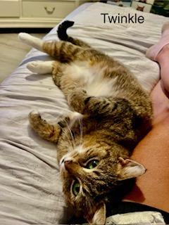 Enlarge Twinkle, a Adopted mixed breed in Parkville, MD image 6/6