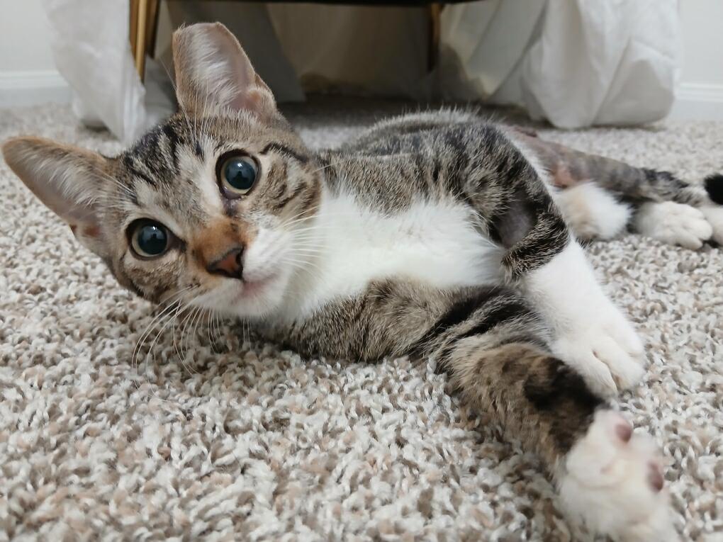 Enlarge Rizzy - North Conroe Petsmart, a Adoptable Domestic Short Hair in Conroe, TX image 1/1