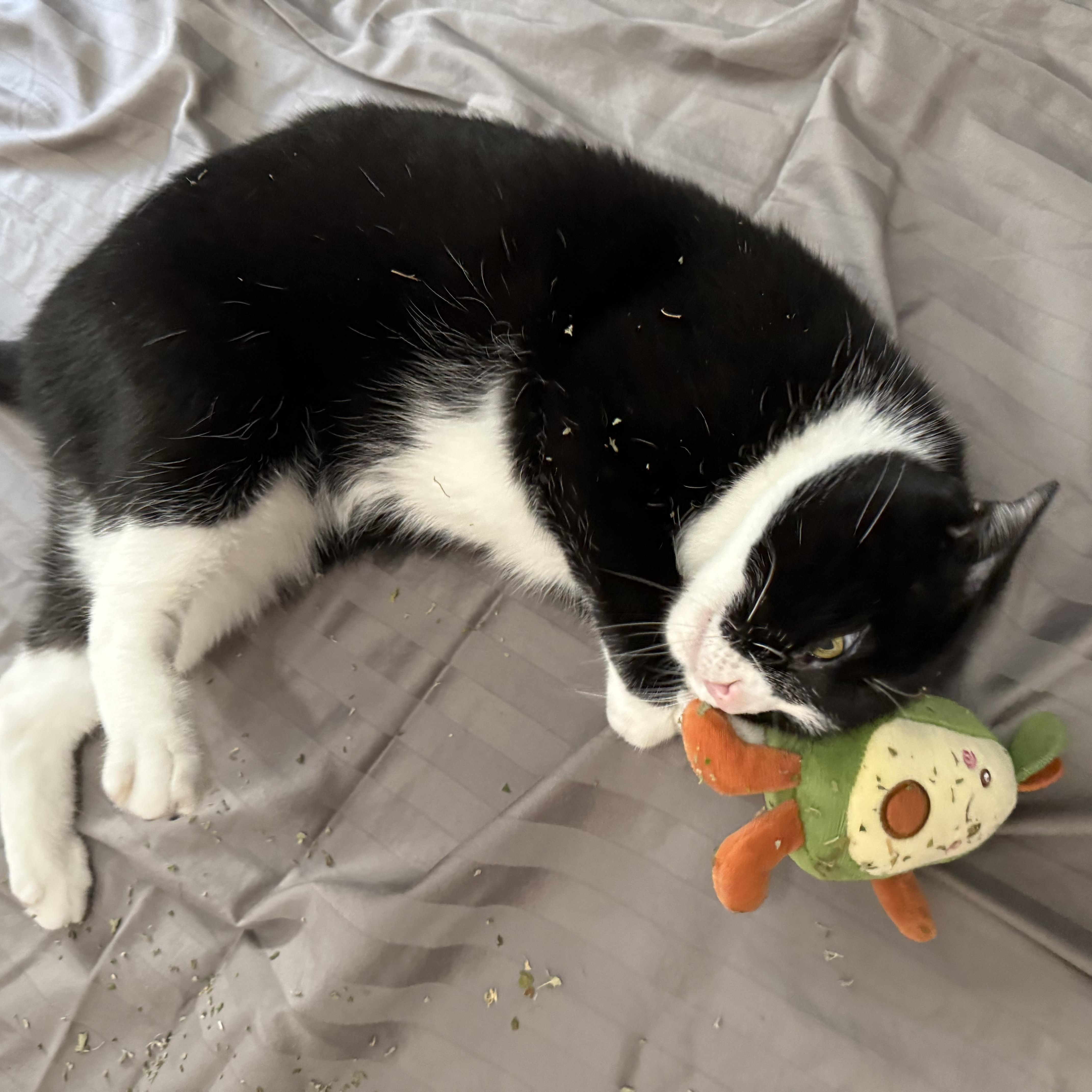 Enlarge Cobweb, a Adoptable Domestic Short Hair in Bryan, TX image 6/6