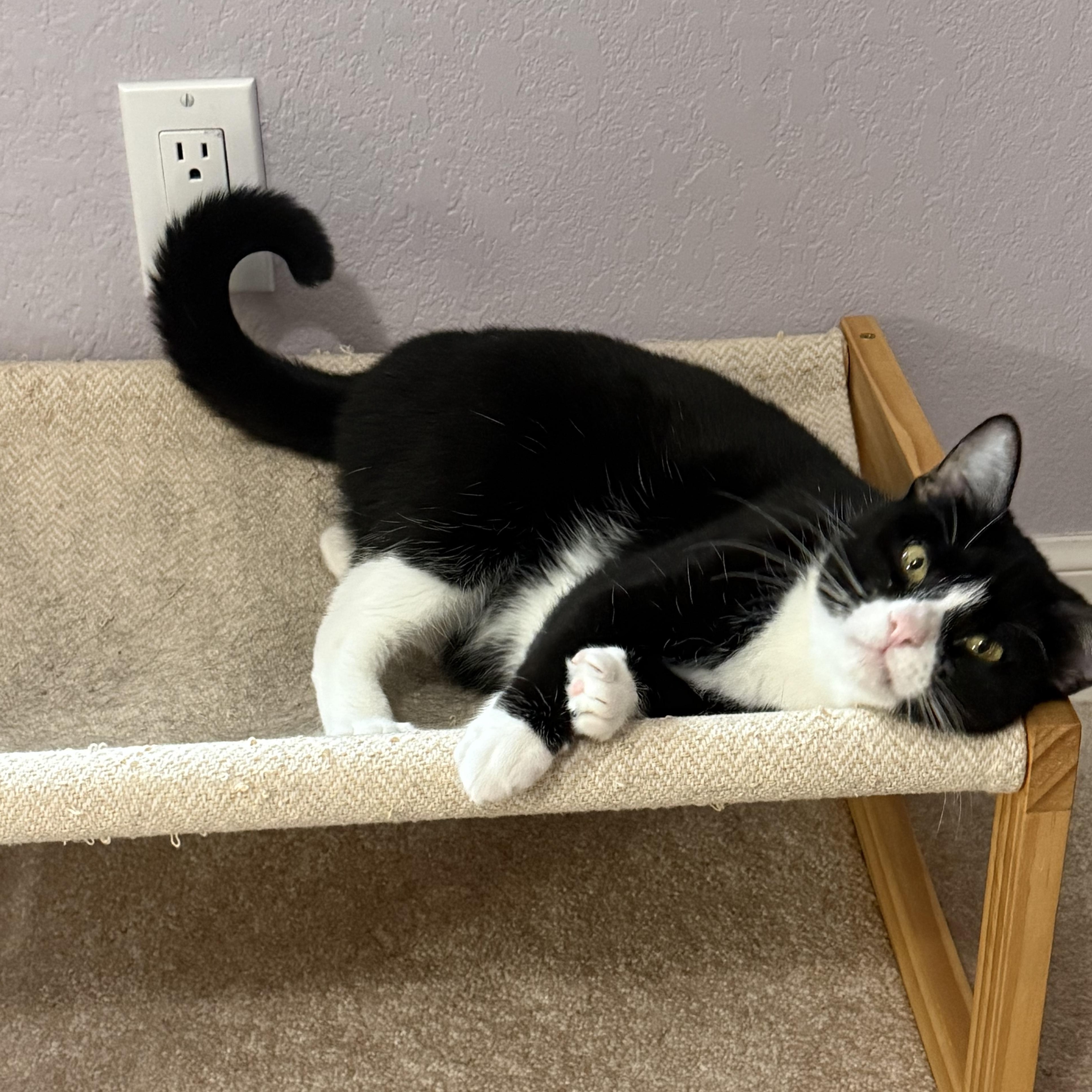 Enlarge Cobweb, a Adoptable Domestic Short Hair in Bryan, TX image 2/6