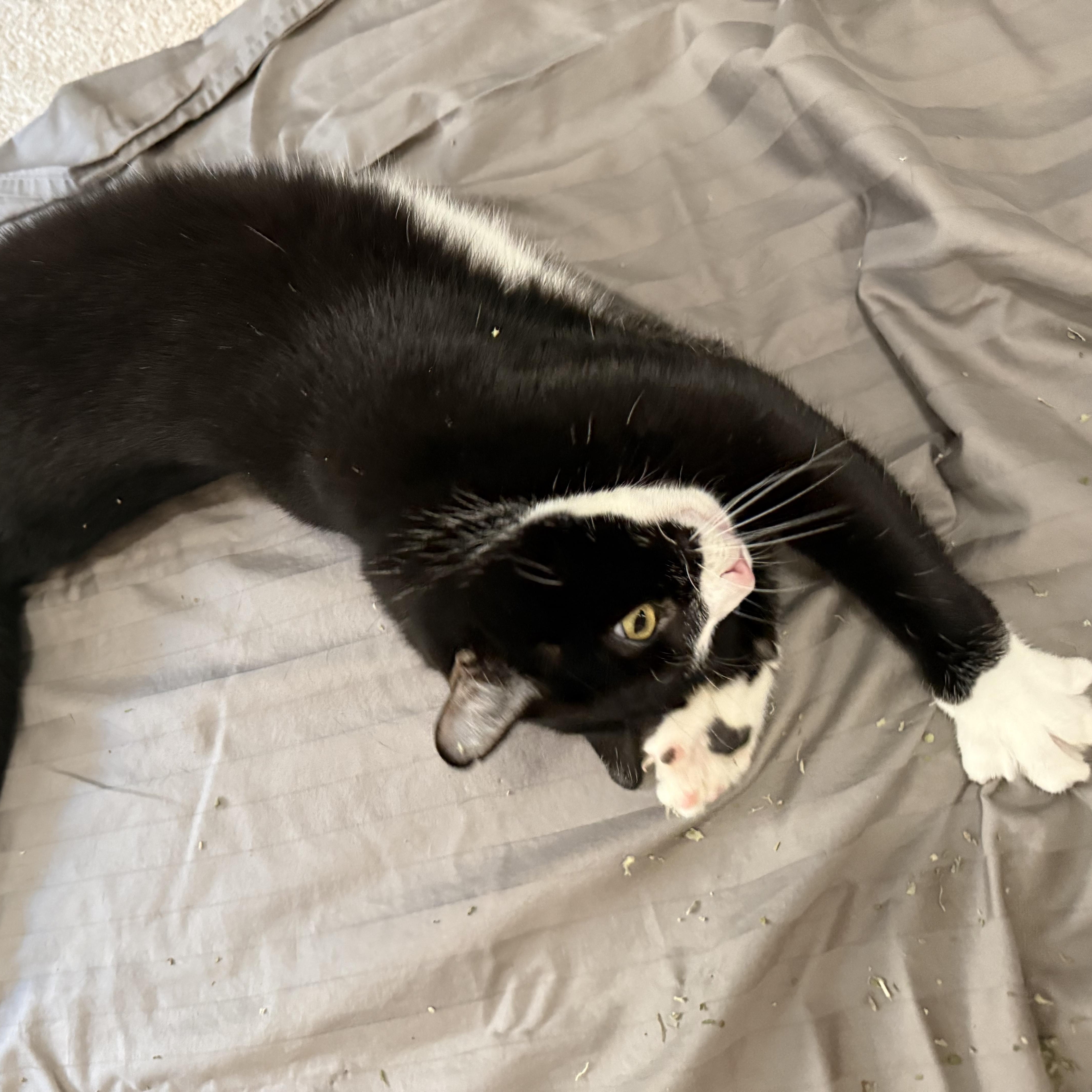 Enlarge Cobweb, a Adoptable Domestic Short Hair in Bryan, TX image 5/6